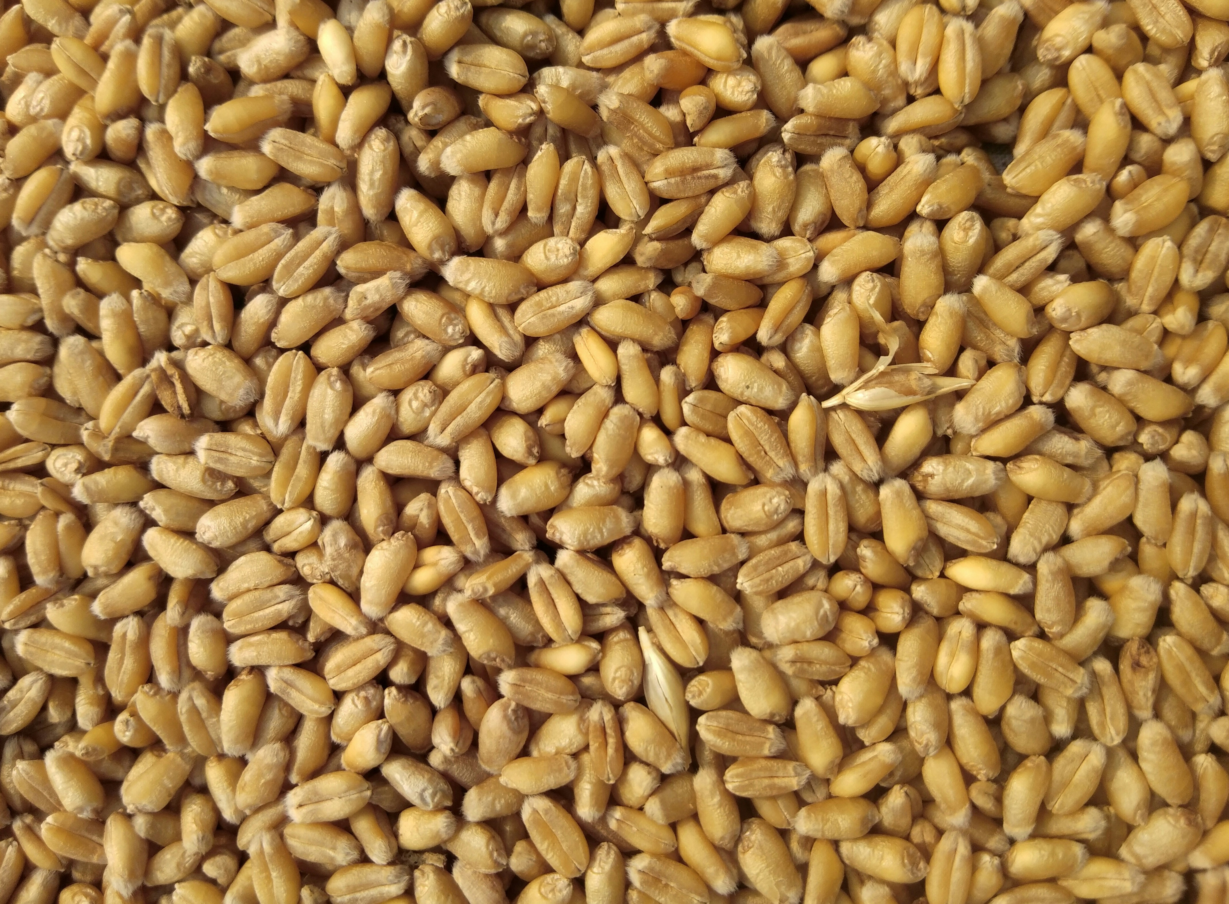 Wheat feed