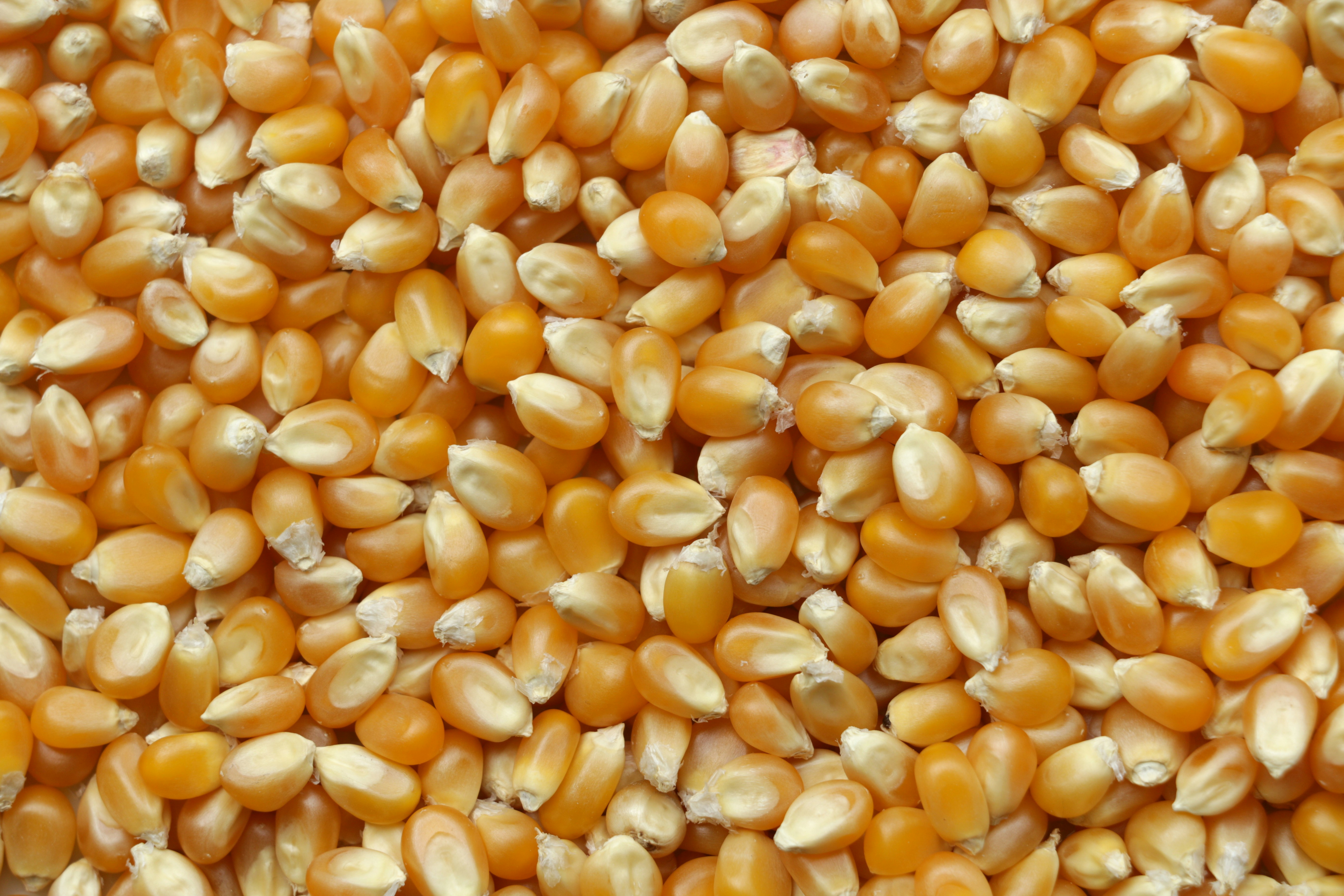 Yellow maize corn feed
